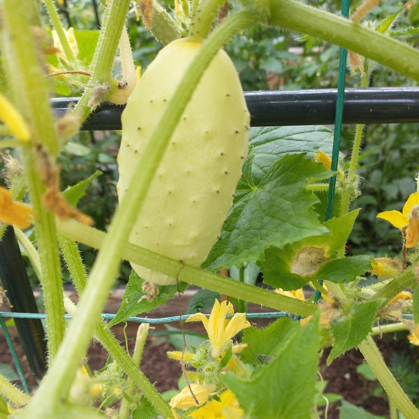 miniature white cucumber seeds irish grown Sow diverse