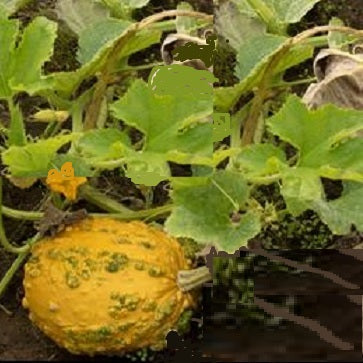 Morrocan Musk squash seeds heirloom @ sowdiverse.ie