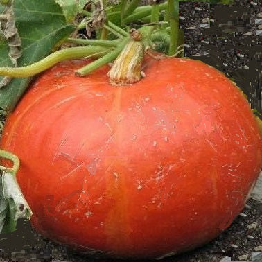 nicaise squash seeds heirloom @ sowdiverse.ie