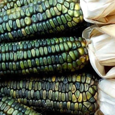 oaxacan green corn seeds heirloom organic @ sowdiverse.ie