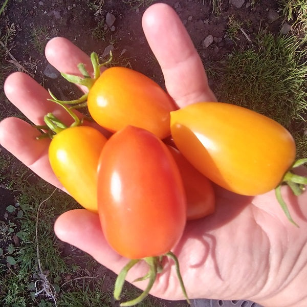 olivine orange tomato seeds irish grown @ sowdiverse.ie