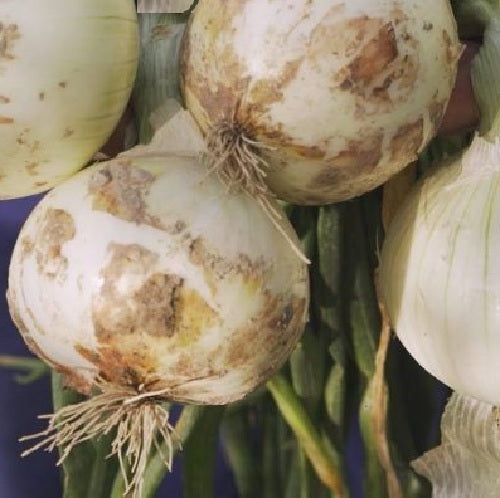 Blanca gruesa de fuented onion organic heirloom seeds @ sowdiverse.ie