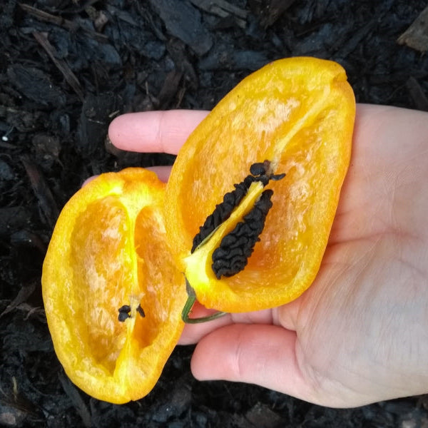 rocoto orange giant seeds @sowdiverse.ie