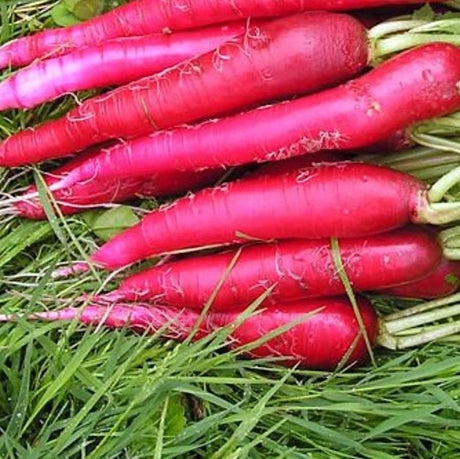 Ostergruss Radish Rose de paques radish heirloom seeds @ sowdiverse.ie