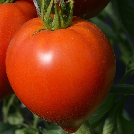 oxheart tomato seeds mix organic @ sowdiverse.ie