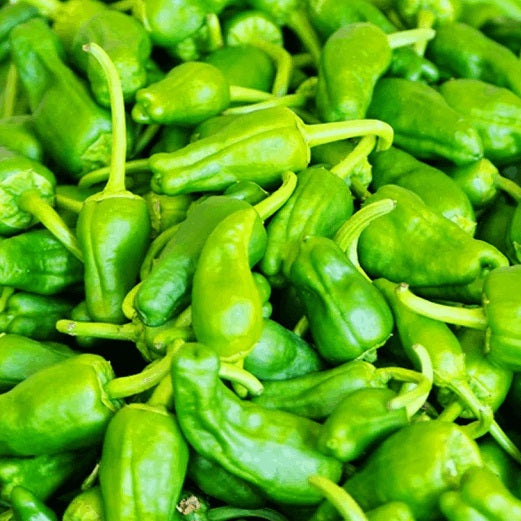 Padron pepper seeds Sow Diverse