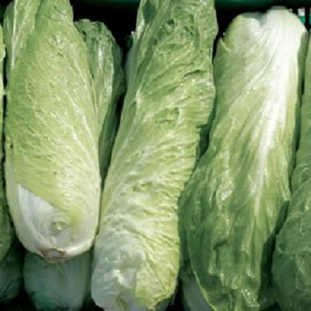 chicory Sugar Loaf , Pan di zucchero organic seeds heirloom @ sowdiverse