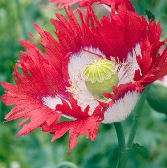 poppy papaver somnifereum organic seeds @sowdiverse.ie