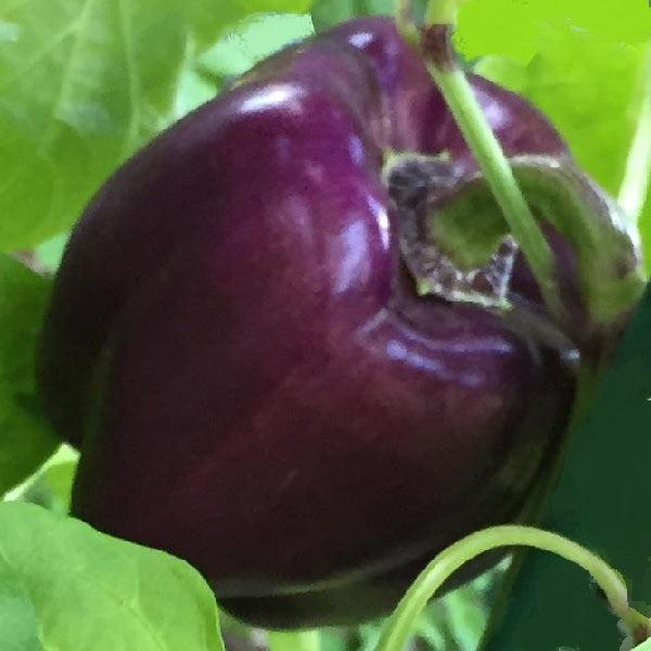 Purple beauty pepper seeds heirloom  @ sowdiverse.ie