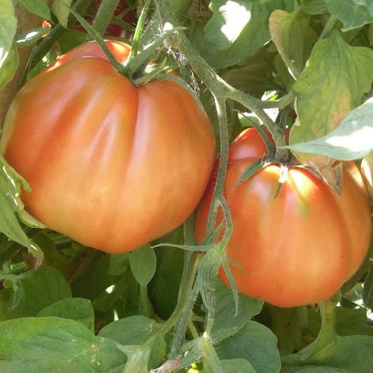 pera d abruzzo tomato seeds organic @ sowdiverse.ie