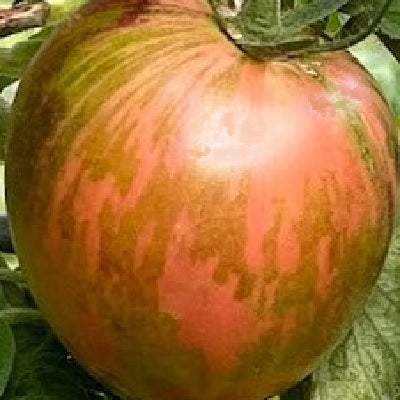 persuasion tomato organic seeds 