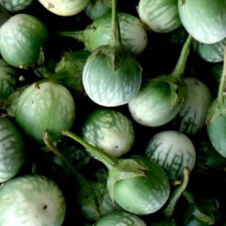 petch siam aubergine heirloom seeds @ sowdiverse.ie