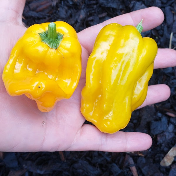 petit marseillais sweet pepper seeds irish grown @ sowdiverse.ie