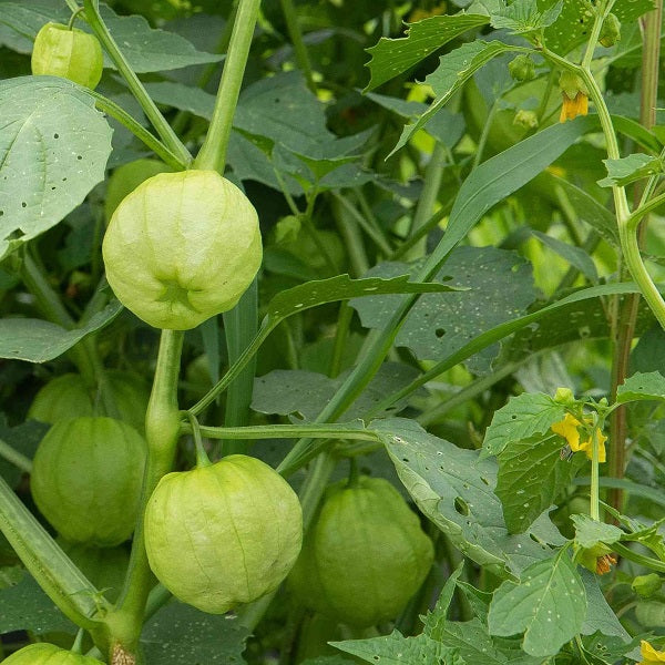 tomatillo verde Physalis seeds organic @ sowdiverse.ie