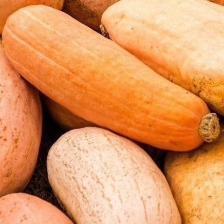 pink jumbo banana squash seeds heirloom @ siowdiverse.ie