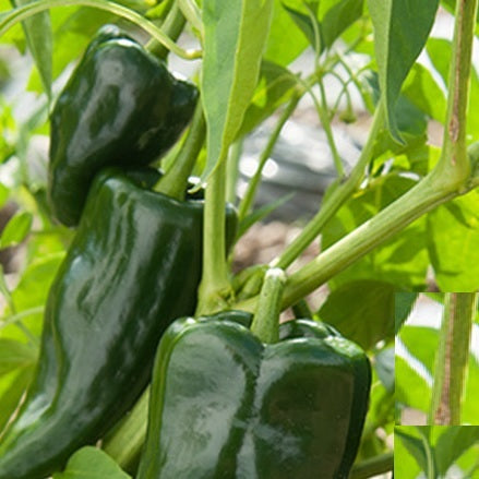poblano chilli pepper organic seeds @ sowdiverse.ie