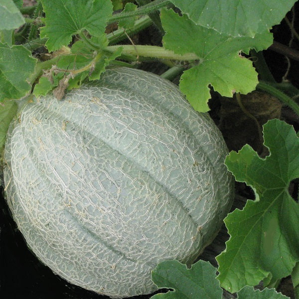 pride of wisconsin melon seeds heirloom @ sowdiverse.ie