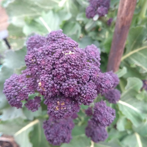 Purple sprouting broccoli seeds ireland @sowdiverse.ie