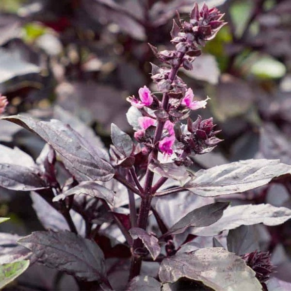 purple basil seeds organic @ sowdiverse.ie