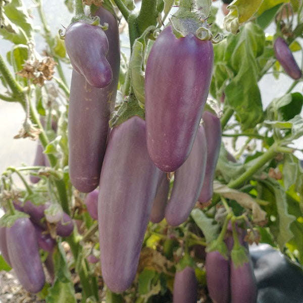 pusa purple cluster aubergines seeds heirloom @ sowdiverse.ie