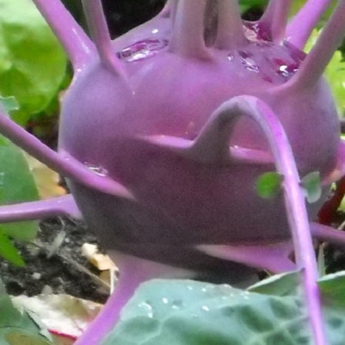 purple kohlrabi organic seeds