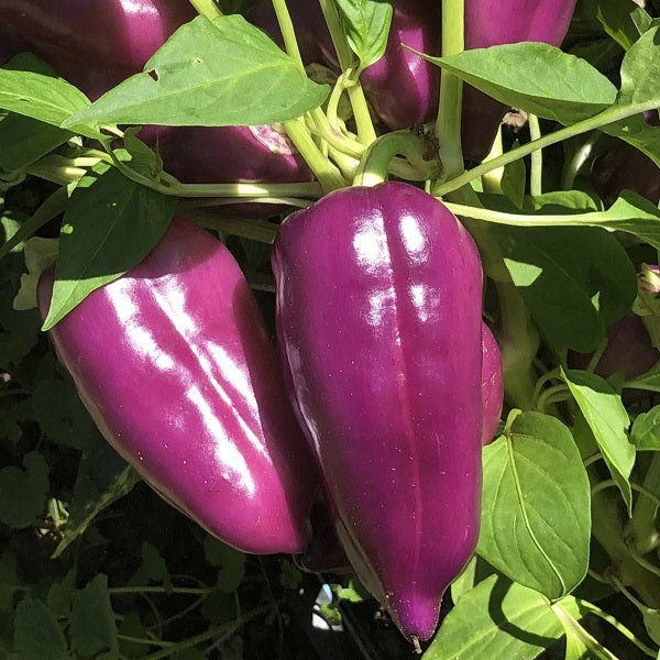oda purple sweet pepper russian heirloom seeds @ sowdiverse.ie
