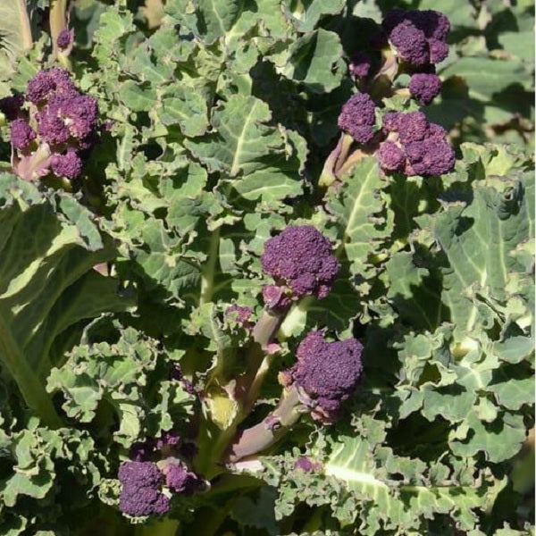 purple sprouting broccoli organic heirloom seeds @ sowdiverse.ie