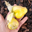 queen of malinalco tomatillo seeds @ sow diverse