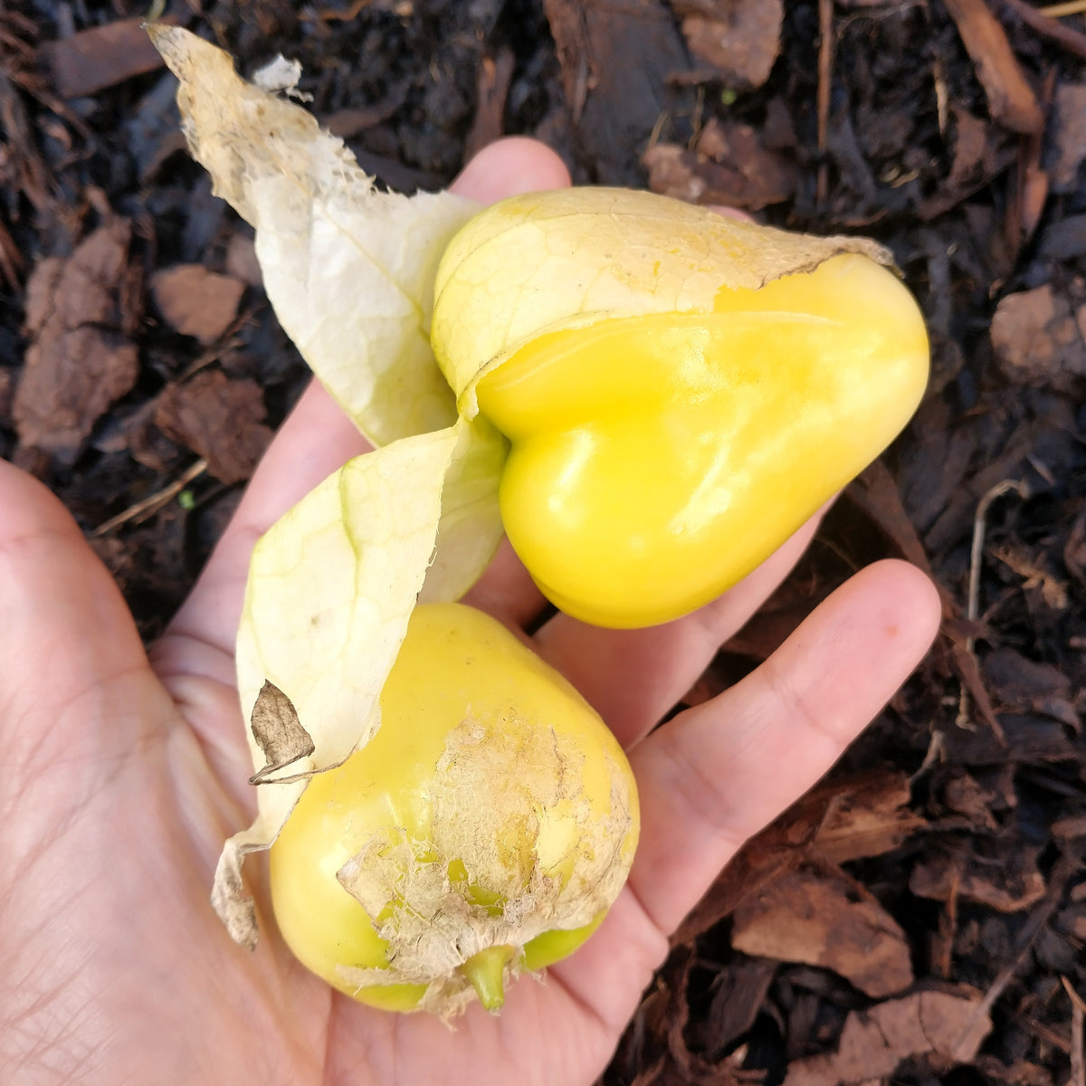 queen of malinalco tomatillo seeds @ sow diverse