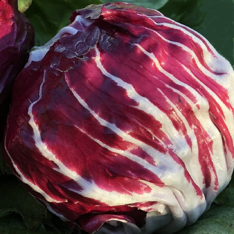 raddichio variegata di chioggia seeds organic @ sowdiverse.ie