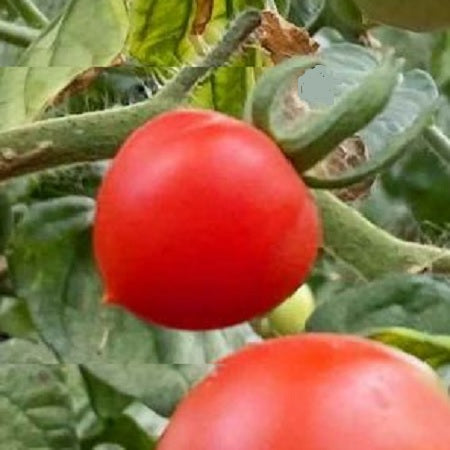 rancho solito tomato seeds irish grown irish seeds @ sowdiverse.ie