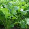 rapa senza testa rapini organic seeds @ sowdiverse.ie