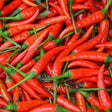 Rawit chilli pepper seeds @ sowdiverse.ie