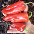 Sweet Spanish Ppepper heirloom organic pepper seeds @ sowdiverse.ie
