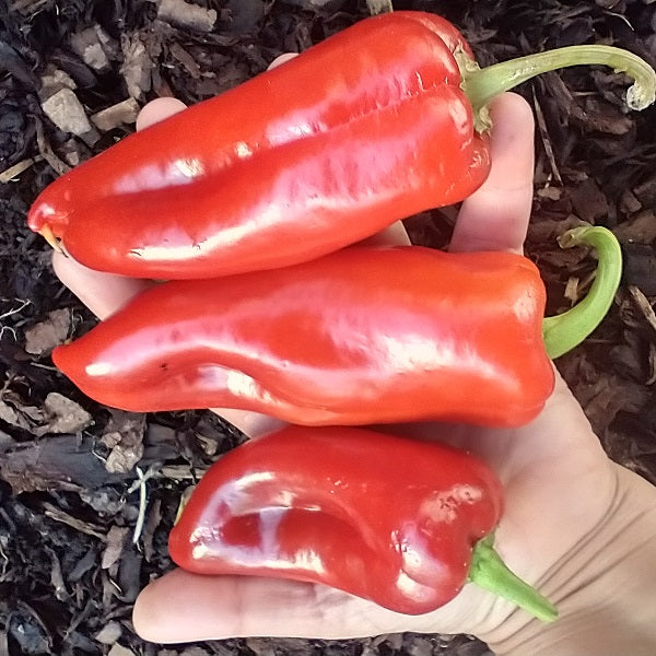 red marconi heirloom pepper seeds irish seeds @ sowdiverse.ie