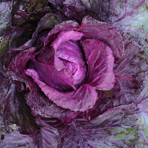 kalobos red pointed cabbage seeds organic @ sowdierse.ie