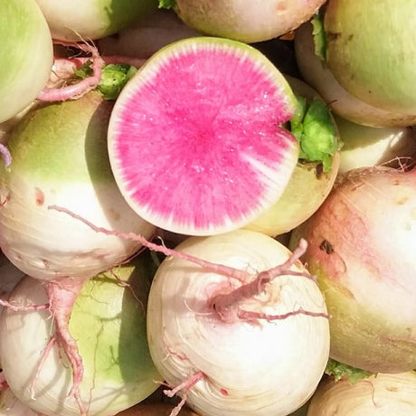 Red meat chinese winter radish seeds organic @ sowdiverse.ie