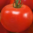 red russian tomato seeds