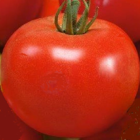 red russian tomato seeds