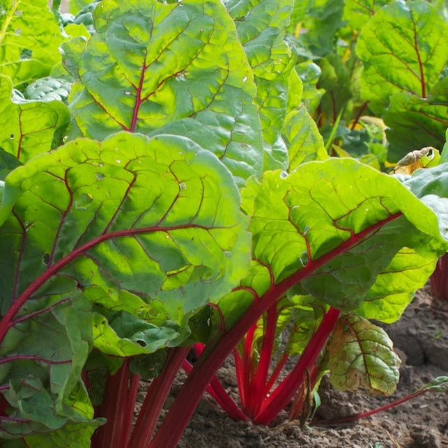 rhubarb swiss chard organic seeds @ sowdiverse.ie
