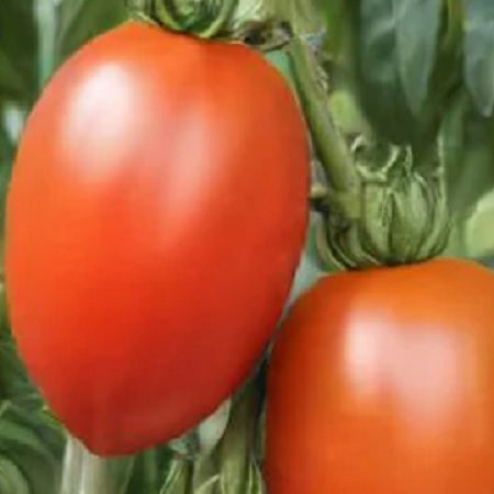 Rio Grande paste tomato seeds @sowdiverse.ie