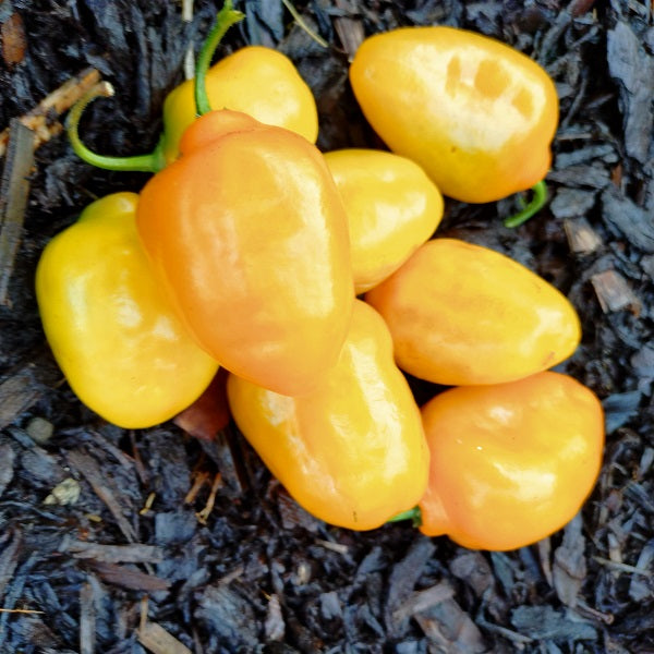 Rocoto Rio Huallaga chilli pepper seeds hardy irish grown @ sowdiverse.ie