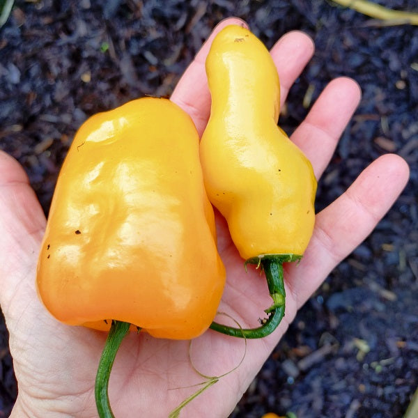 Rocoto Orange giant chilli pepper seeds irish grown cold hardy @ sowdiverse.ie 