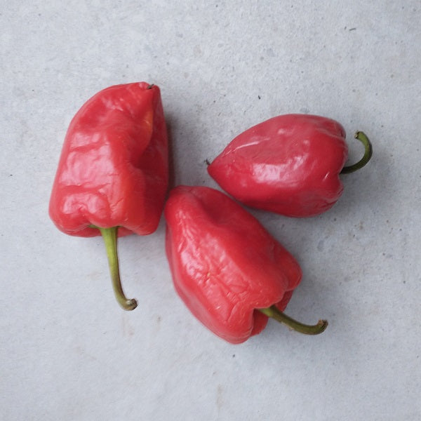 rocoto red chilli pepper seeds @ sowdiverse.ie