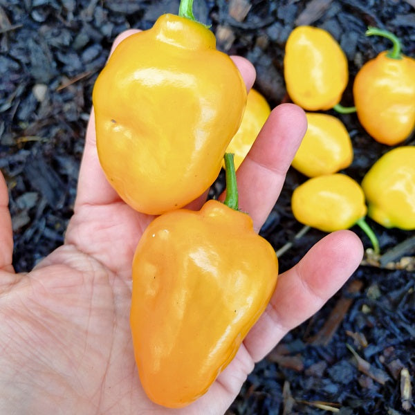 rocoto rio huallaga chilli pepper seeds irish grown hardy @ sowdiverse.ie