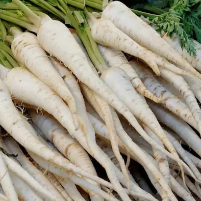 root parsley mid lenght organic seeds @ sowdiverse.ie