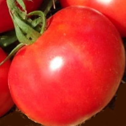 organic berner rose tomato seeds heirloom seeds @ sowdiverse.ie