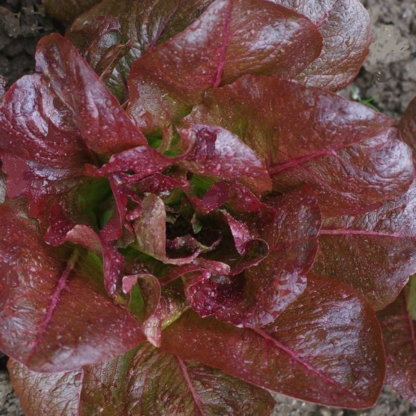 rouge d'hiver lettuce organic winter lettuce seeds Sow Diverse