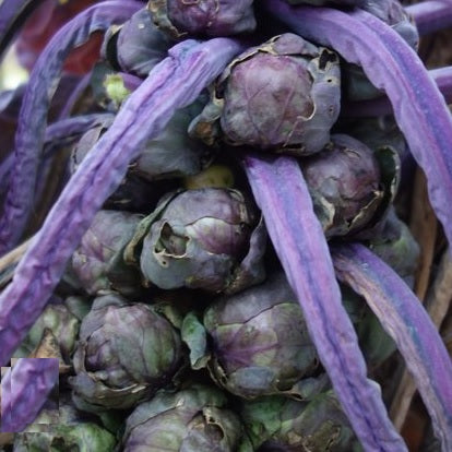 rubine brussel sprout heirloom organic seeds @ sowdiverse.ie