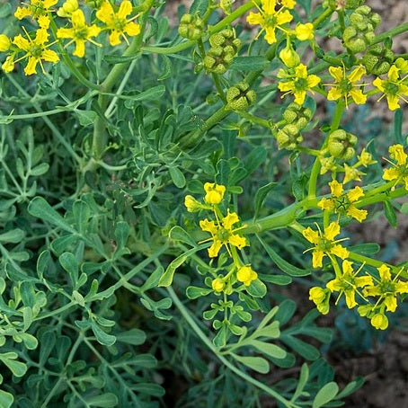 rue ruta graveolens seeds organic medicinal herb @ sowdiverse.ie